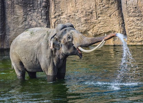 Elephant takes bath