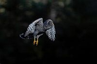 Havik vliegt in zonnestraal