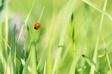 Ladybird in the grass by Annet Oldenkamp