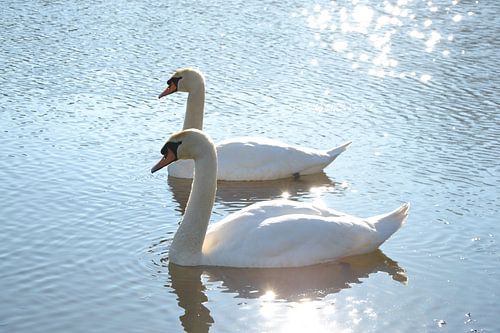 Weiße Schwäne in prächtigem Sonnenlicht.