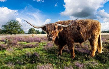 Highlander Koeien in een bloeiende heide landschap.
