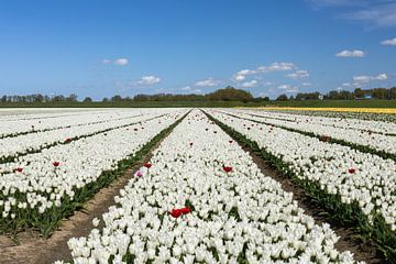 Witte tulpen van Ingrid Bergmann  Fotografie