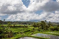Schöne grüne Reisterrassenfelder auf Bali, Indonesien von Tjeerd Kruse Miniaturansicht