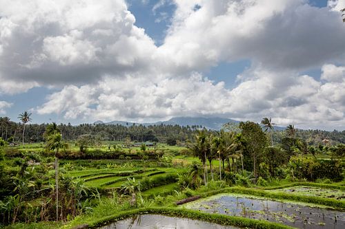 Beautiful green terrace rice fields in Bali, Indonesia