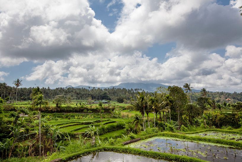Schöne grüne Reisterrassenfelder auf Bali, Indonesien von Tjeerd Kruse