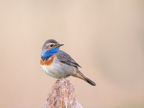 Blauwborstje in de lente in het riet.