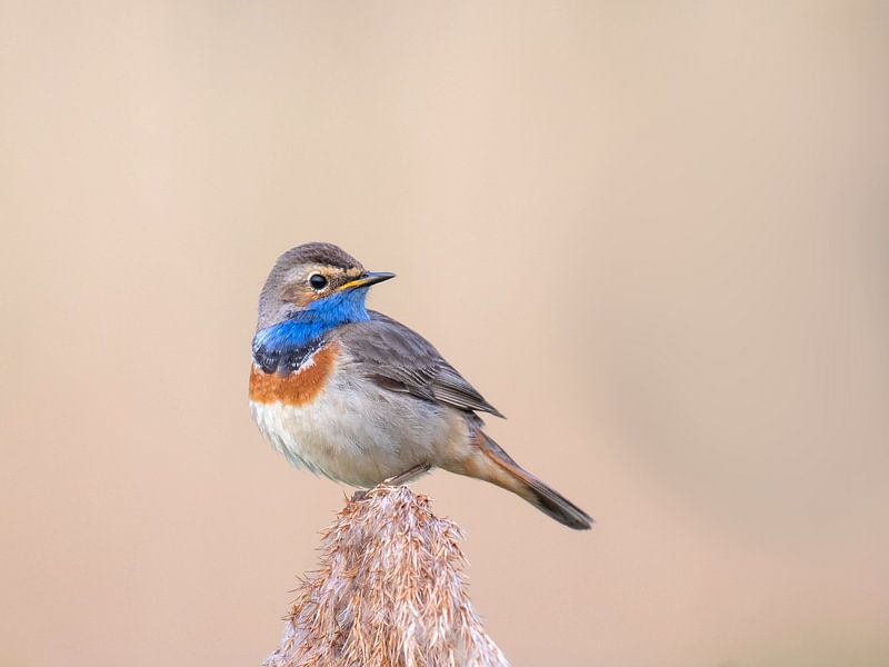 Blaukehlchen im Frühling im Schilf. von Jos Pannekoek