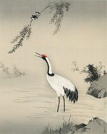 Japan crane at lake