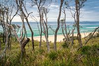 Photo taken from a forest in Brou Lake Australia