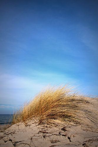 Herbstdünen von Ostsee Bilder