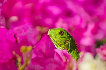 Young green iguana in purple sea of flowers by Bas Ronteltap