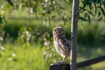 Little owl startled by my presence by Michelle Peeters
