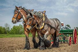 Seeländische Zugpferde von Lisette van Peenen