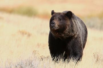 Grizzlybeer Nationaal Park Yellowstone Wyoming USA van Frank Fichtmüller