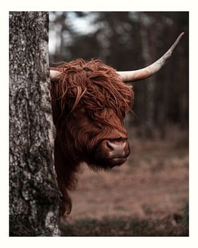 Schottischer Highlander mit Passepartout