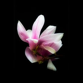 Magnolia by Peter Baak