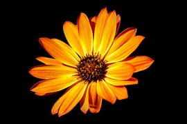 Calenduleae in low key by Lex van der Putten
