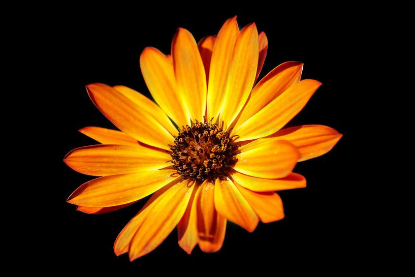 Calenduleae in low key von Lex van der Putten