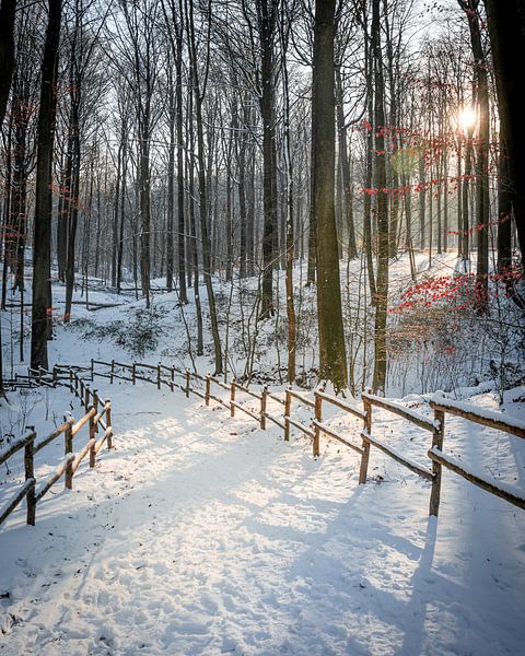 Winter light in the forest by Hans Huys