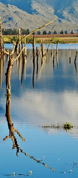 tote Bäume im Stausee von Werner Lehmann