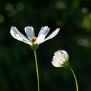 Cosmea von Violetta Honkisz Miniaturansicht