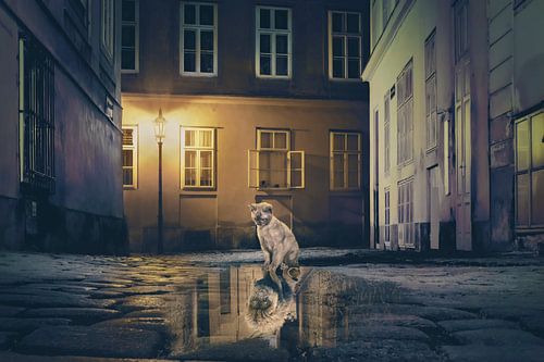 Stoere Kat in Slapende Stad - Nachtelijke Foto van Leeuwachtige Kat op Avontuur