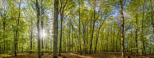 Panorama de la forêt de hêtres au printemps sur Christian Müringer