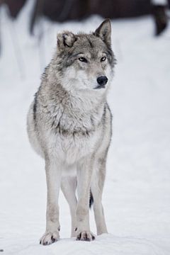 Een ernstige she-wolf staat van Michael Semenov