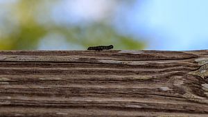 Brave caterpillar.
