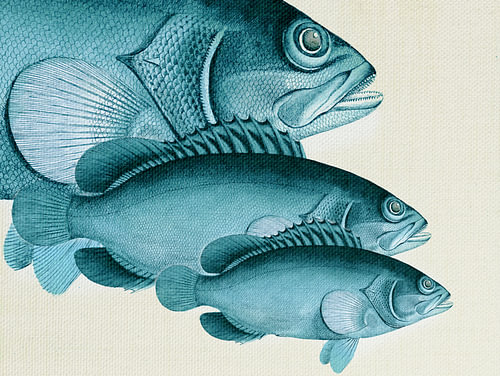 Klassische Fischmotive 4