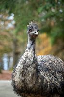 Emu dans la forêt en automne