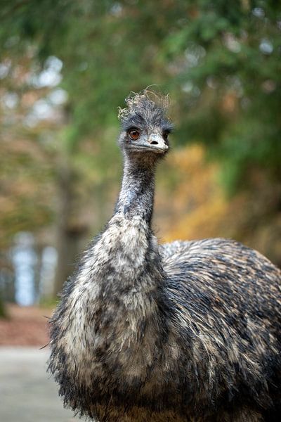 Emu in the forest in autumn by Sonja de Vlaming
