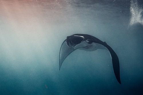 Une (raie manta) libre dans l'océan de nager où bon lui semble