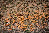 Frisch gepflückte Bio-Karotten liegen auf einem Haufen am Rande des Feldes