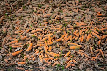 Les carottes biologiques fraîchement cueillies sont disposées en tas au bord du champ sur Matthias Korn