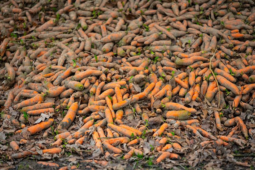 Freshly picked organic carrots lie in a heap at the edge of the field by Matthias Korn