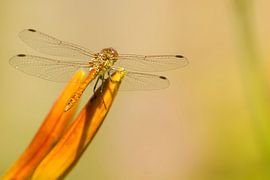 Die Aussicht auf Veränderung von Rob 't Hoen