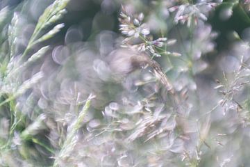 Moving Grass | Nature Photography. by Nanda Bussers