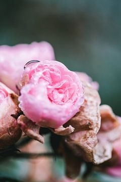 Roze rozen in de ochtend dauw van Lindy Schenk-Smit
