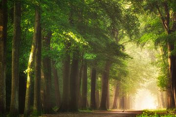 Een wandeling in het gouden bos van Fabrizio Micciche