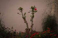 Couleurs sombres