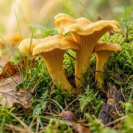 Cantharellen in mos van Max Steinwald