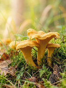 Pilze