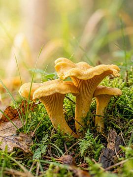 Paddenstoelen - Cantharellen in mos