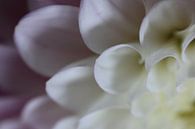Wit-roze dahlia van Bärbel Severens thumbnail