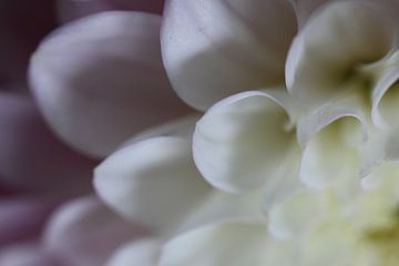 Weiß-rosa Dahlie von Bärbel Severens