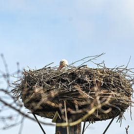 Ein Storch auf seinem Nest von Heleen de Silva