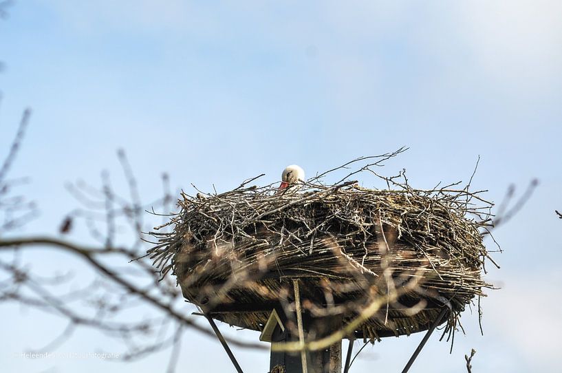 Ein Storch auf seinem Nest von Heleen de Silva