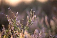 La bruyère violette fleurit au lever du soleil par Karijn | Fine art Natuur en Reis Fotografie Aperçu