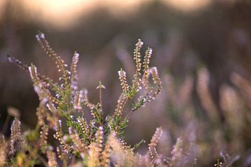La bruyère violette fleurit au lever du soleil sur Karijn | Fine art Natuur en Reis Fotografie